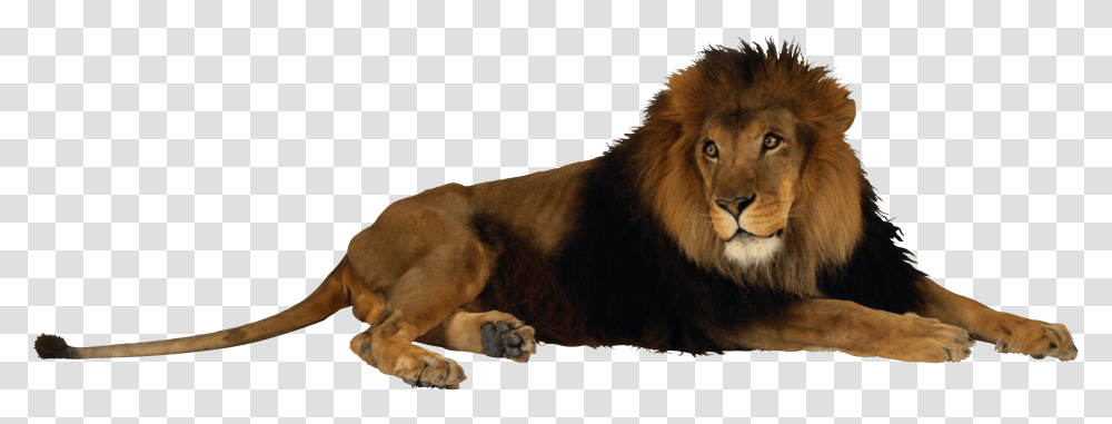 Free Download Of Lion Icon Fort Wayne Children's Zoo, Wildlife, Mammal, Animal, Dog Transparent Png