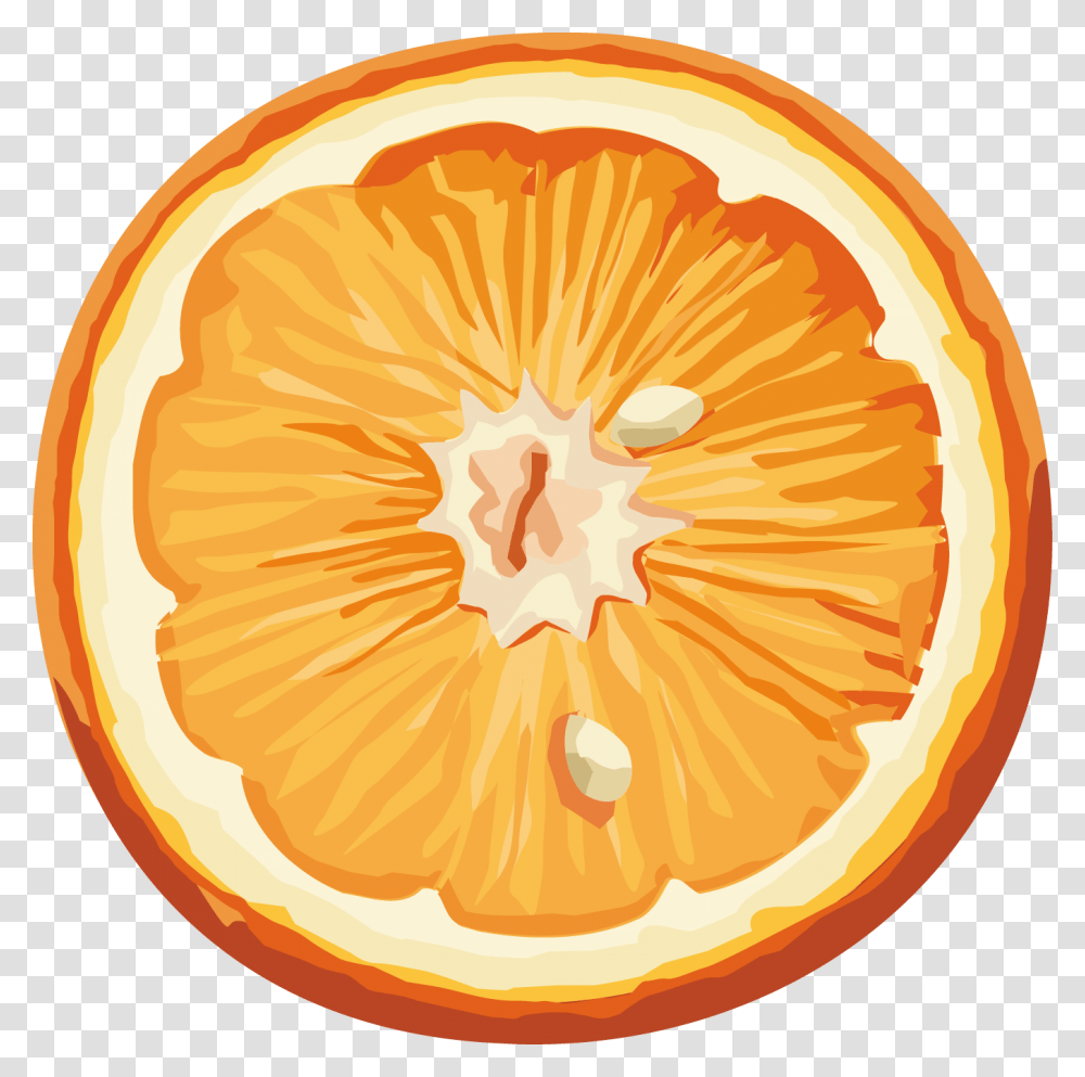 Free Download Orange Apelsin Risunok Na Prozrachnom Fone, Citrus Fruit, Plant, Food, Grapefruit Transparent Png