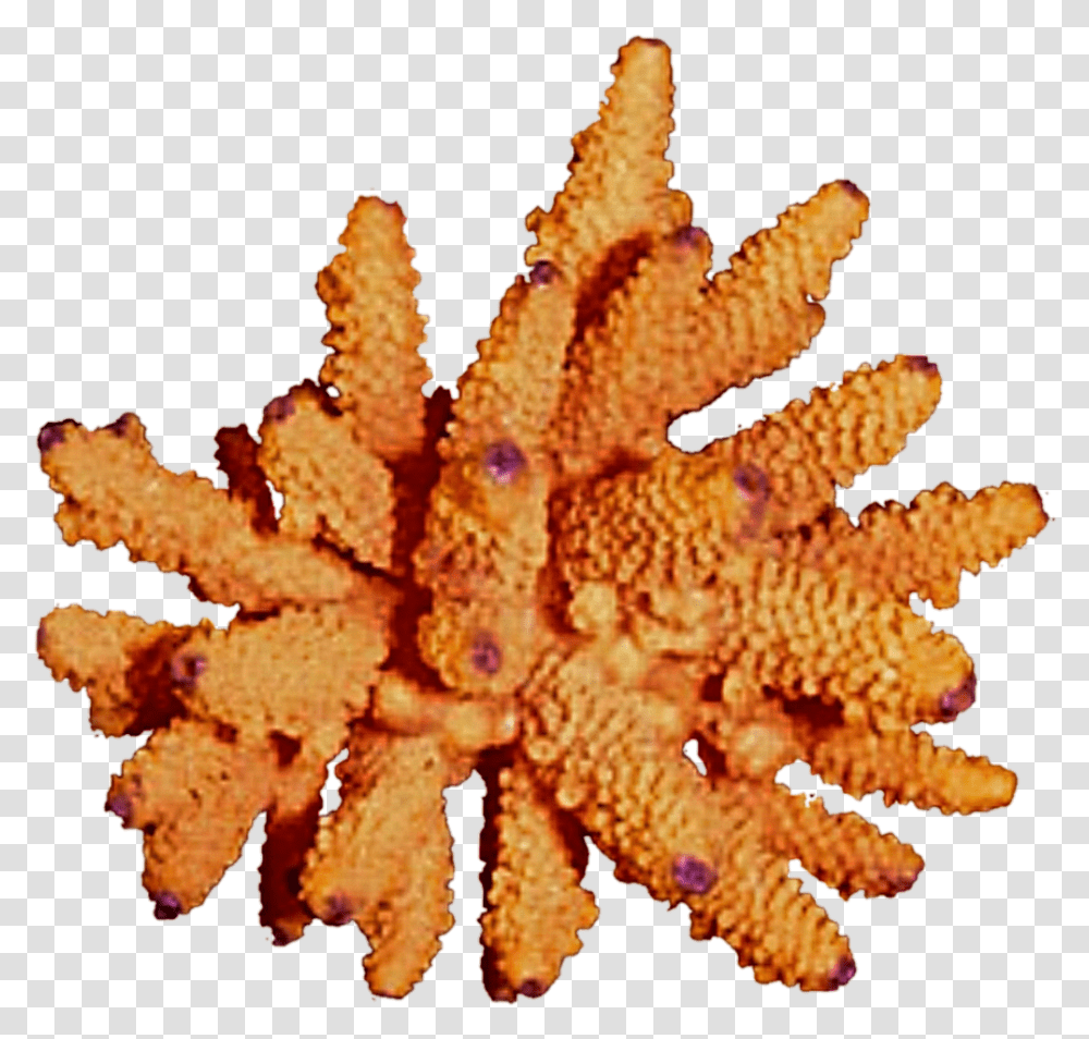 Free Download Orange Coral Clipart Coral Reef Clip Echinoderm, Leaf, Plant, Fungus, Sea Life Transparent Png