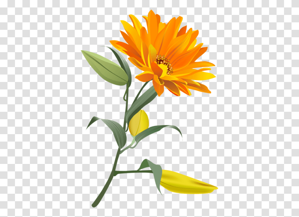 Free Download Orange Flower Images Background Orange Flower, Plant, Blossom, Petal, Anther Transparent Png