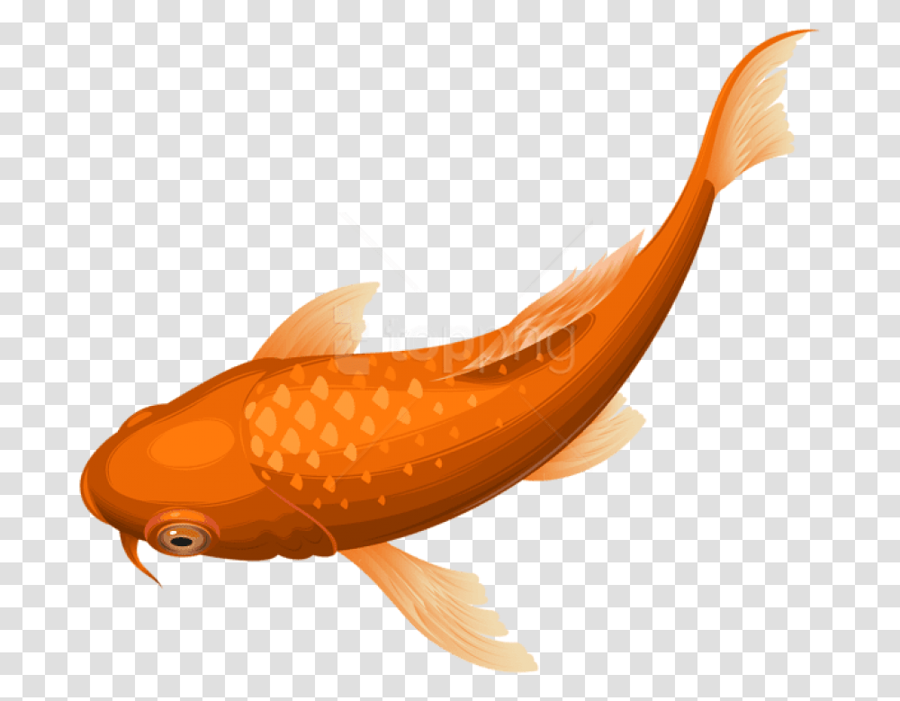 Free Download Orange Koi Fish Clipart Fish Koi Background, Animal, Carp, Water, Bird Transparent Png
