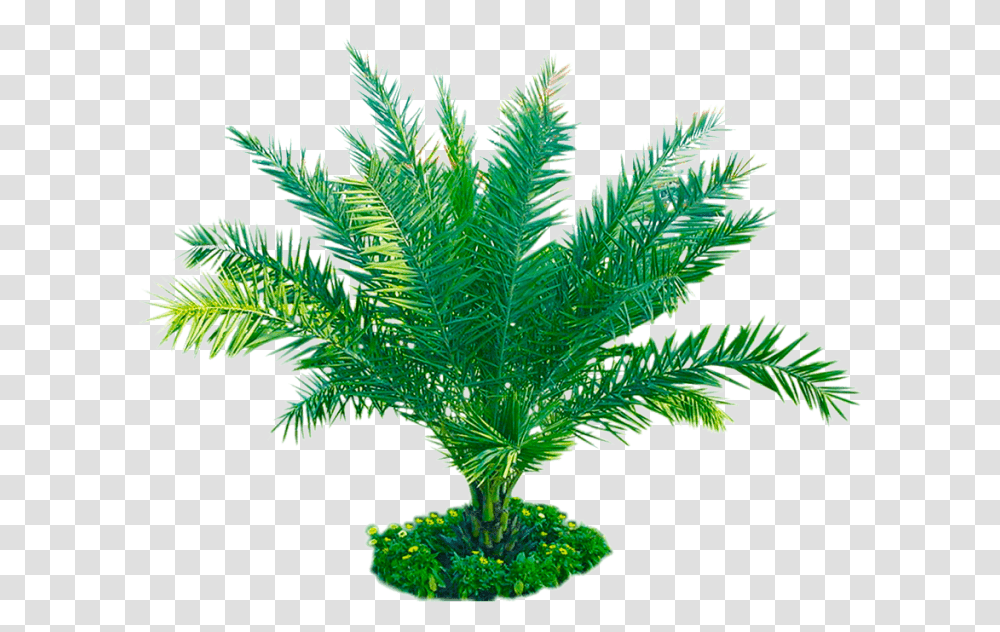 Free Download Palm Plant Image Attalea Speciosa, Tree, Leaf, Palm Tree, Arecaceae Transparent Png