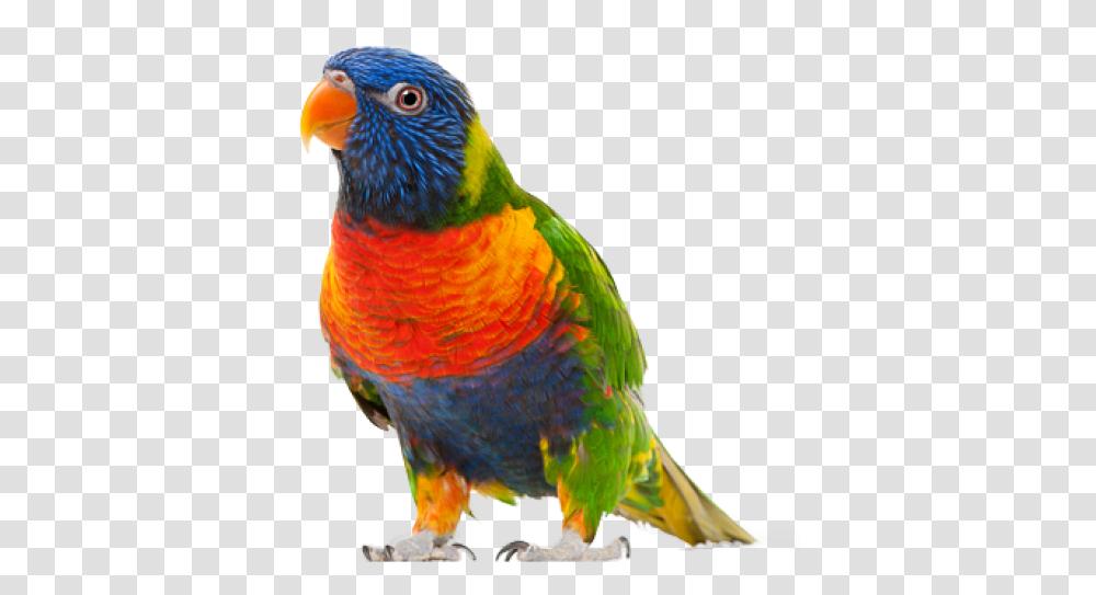 Free Download Parrot Bird Background, Animal, Chicken, Poultry, Fowl Transparent Png