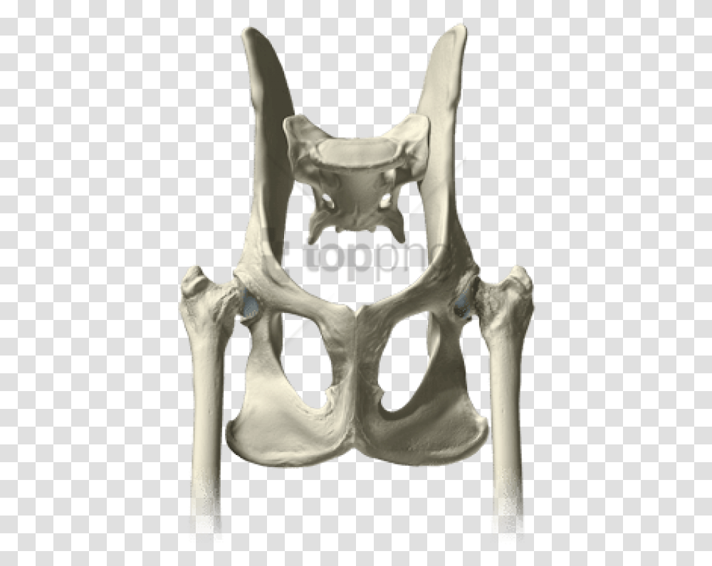 Free Download Pelvis Bones Images Background Throne, Skeleton, Person, Human, Hip Transparent Png