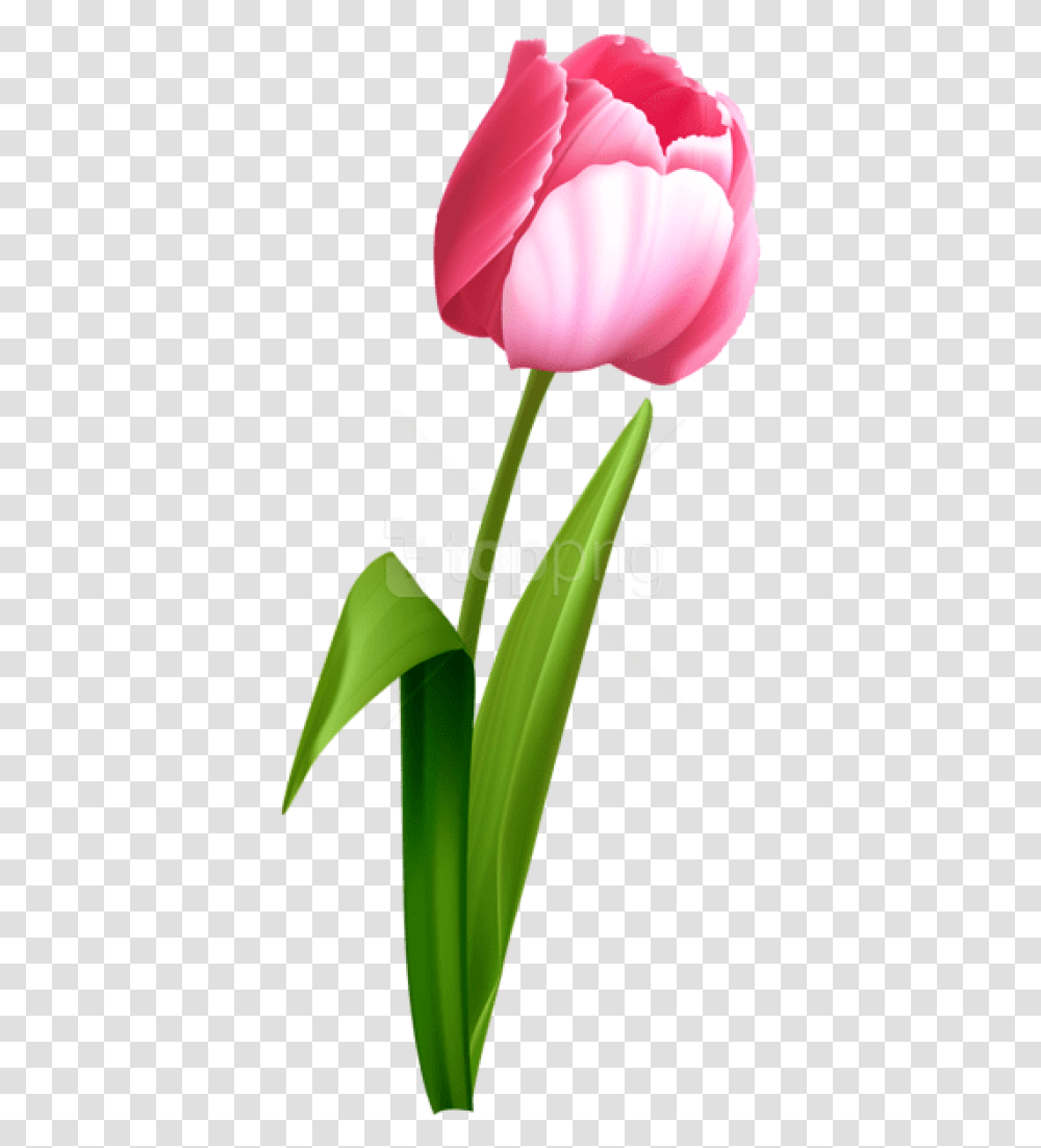Free Download Pink Tulip Images Pink Tulips Background, Plant, Flower, Blossom, Rose Transparent Png