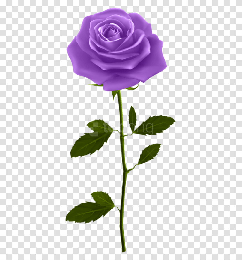 Free Download Purple Rose With Stem Purple Rose, Plant, Flower, Blossom, Petal Transparent Png