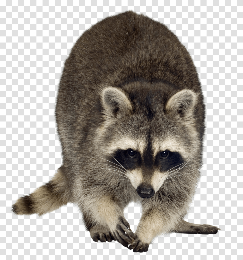 Free Download Raccoon Clipart, Mammal, Animal, Dog, Pet Transparent Png