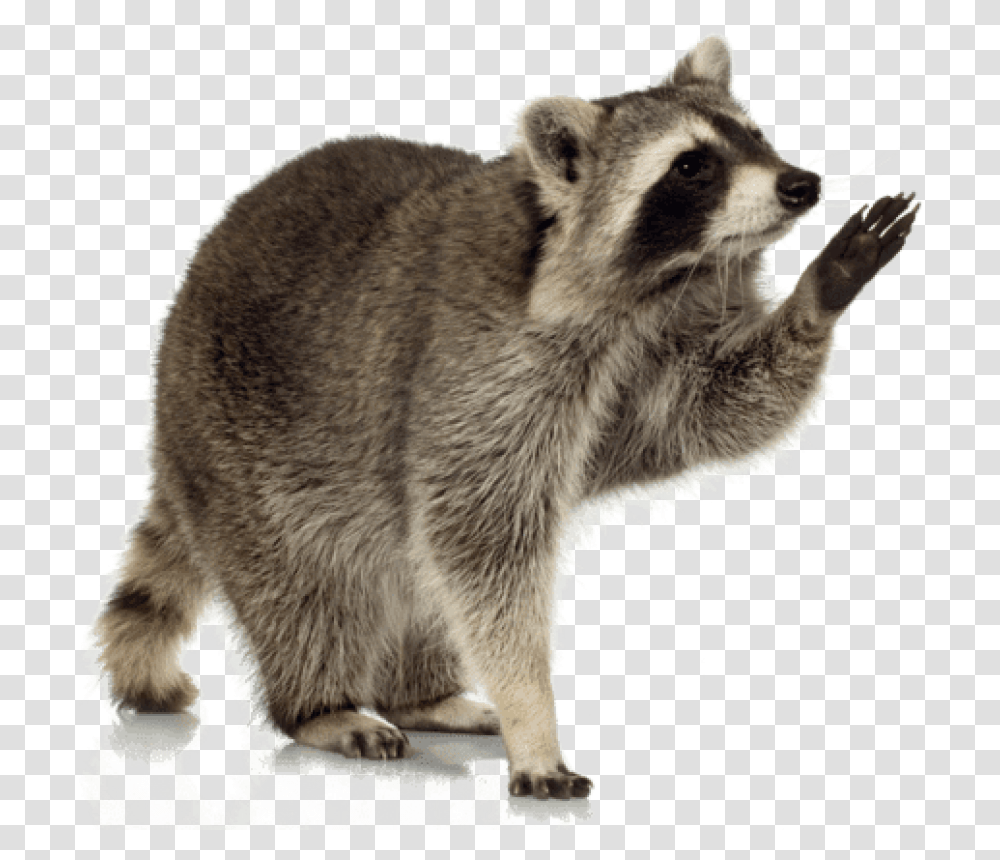 Free Download Raccoon Up Images Background, Bear, Wildlife, Mammal, Animal Transparent Png