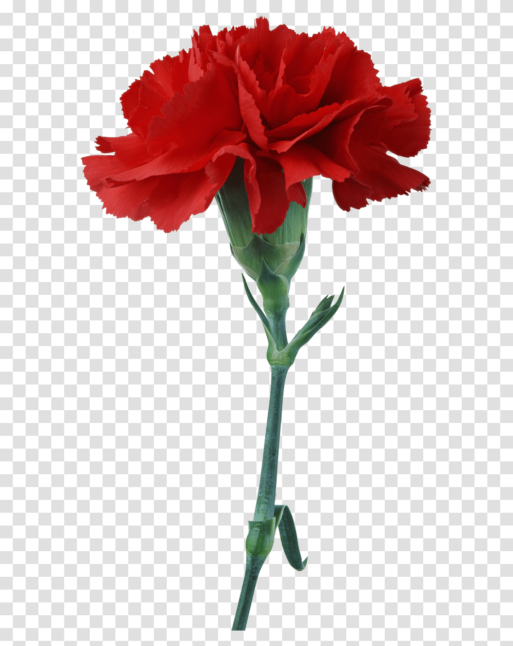 Free Download Red Carnation Clipart Carnation Flower National Flower Of Spain, Plant, Blossom, Rose, Anther Transparent Png