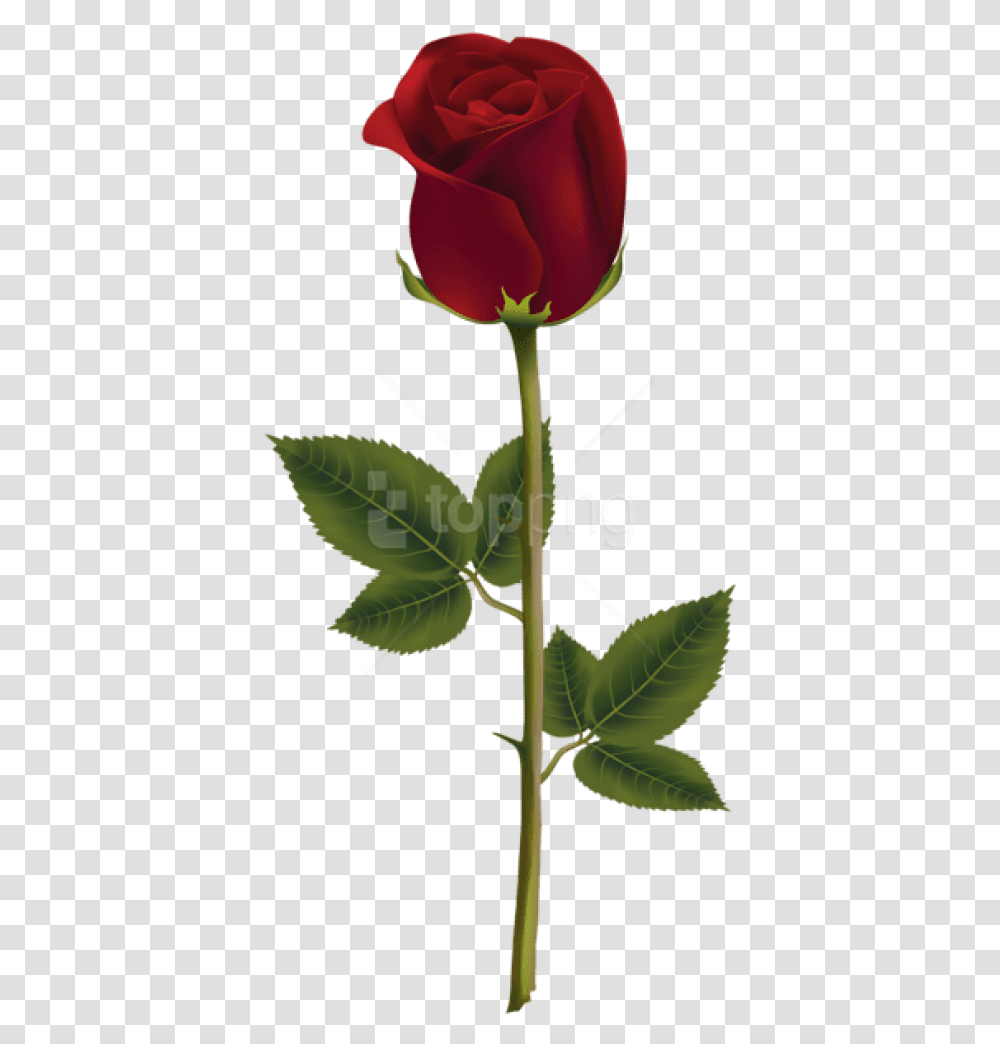Free Download Red Rose Dark Background Rose, Plant, Flower, Blossom, Leaf Transparent Png