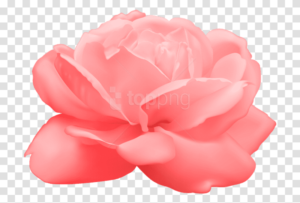 Free Download Rose Images Background Images Japanese Camellia, Flower, Plant, Blossom, Geranium Transparent Png