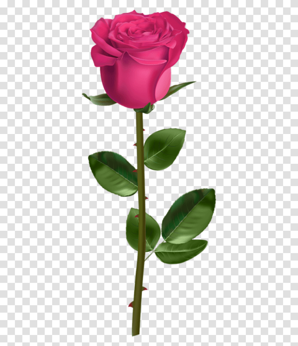 Free Download Rose With Stem Pink Background Red Rose With Stem, Plant, Flower, Blossom, Leaf Transparent Png
