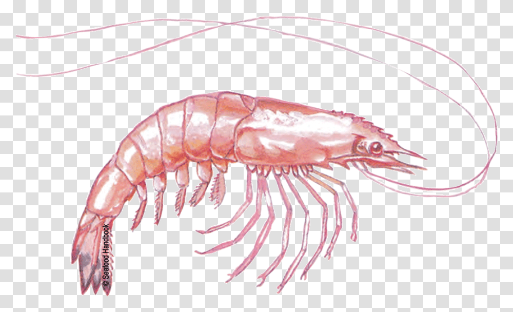 Free Download Shrimps Images Botan Shrimp, Seafood, Sea Life, Animal Transparent Png