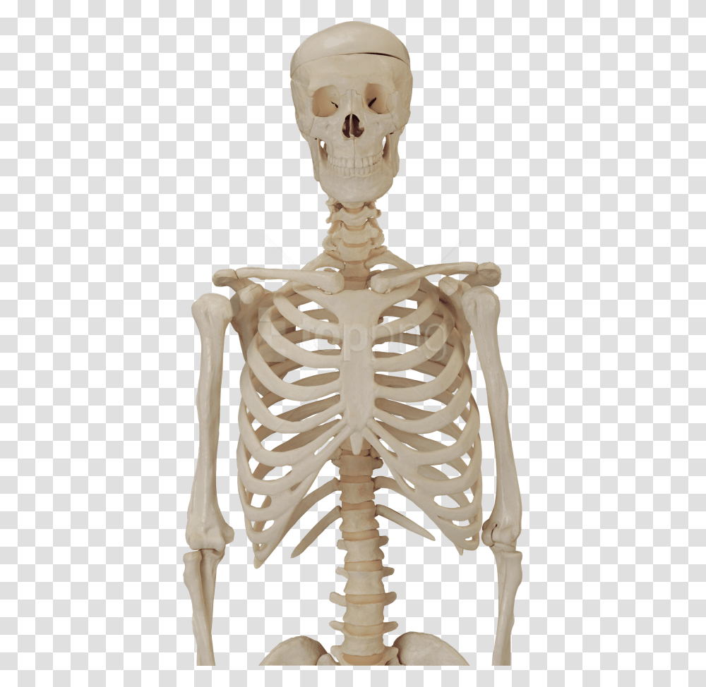 Free Download Skeleton Skull Images Background Transparent Png