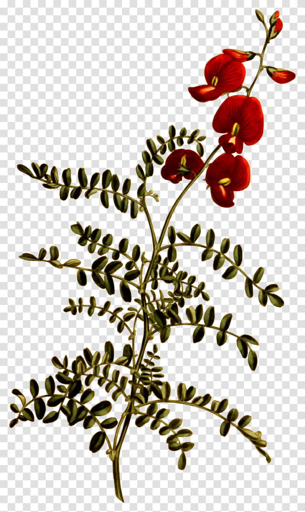 Free Download Small Flowers Clipart Flower Swainsona, Plant, Bush, Vegetation Transparent Png