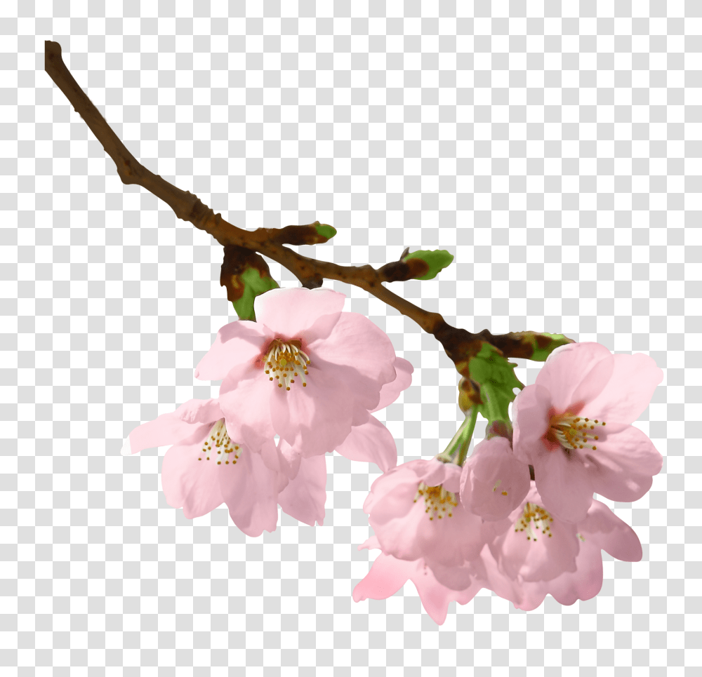 Free Download Spring Branch Flowering Branch, Plant, Blossom, Cherry Blossom, Anther Transparent Png