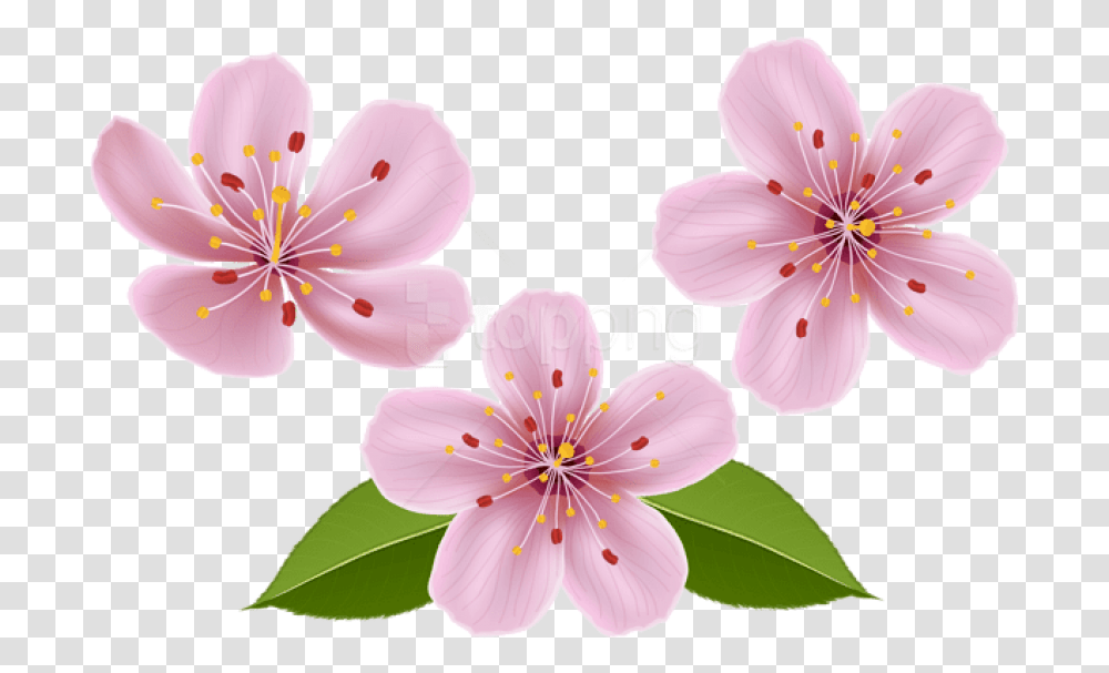 Free Download Spring Flowers Images Background Clip Art Spring Flowers, Plant, Blossom, Anther, Cherry Blossom Transparent Png