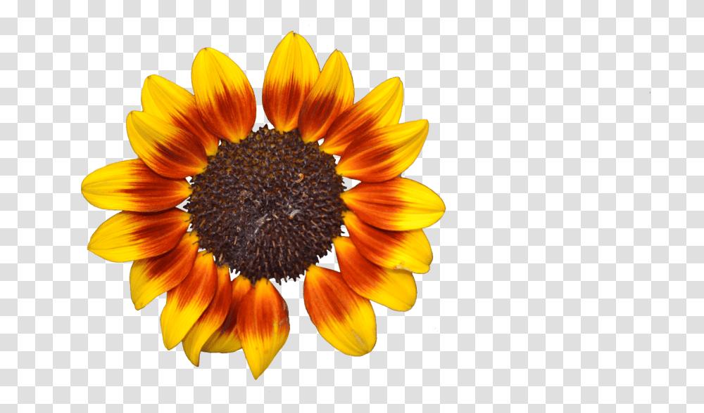 Free Download Sunflower Tumblr Images Background Flor Girasol, Plant, Blossom, Daisy, Daisies Transparent Png