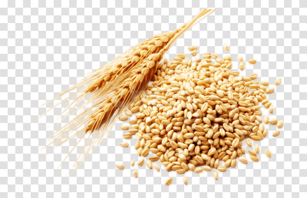 Free Download Wheat Images Background Images Wheat Grains, Plant, Vegetable, Food, Bird Transparent Png