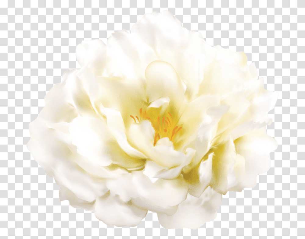 Free Download White Flower Images White Flower Free, Rose, Plant, Blossom, Carnation Transparent Png