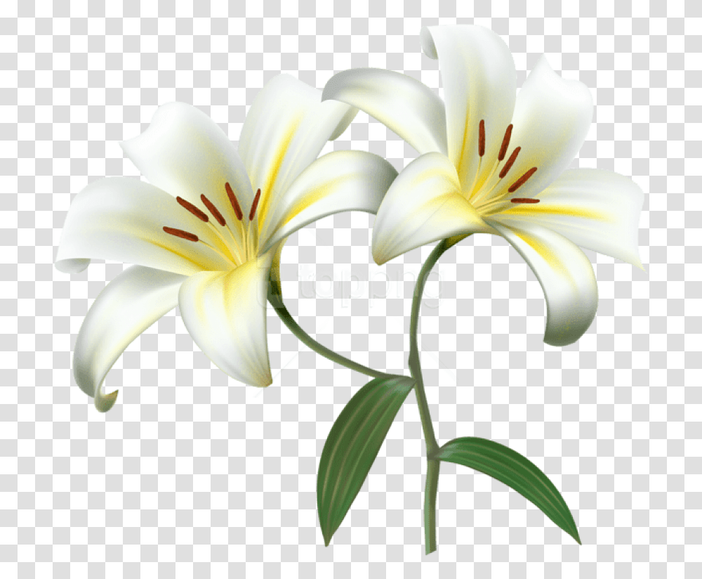 Free Download White Lilium Flower Decorative, Plant, Lily, Blossom Transparent Png