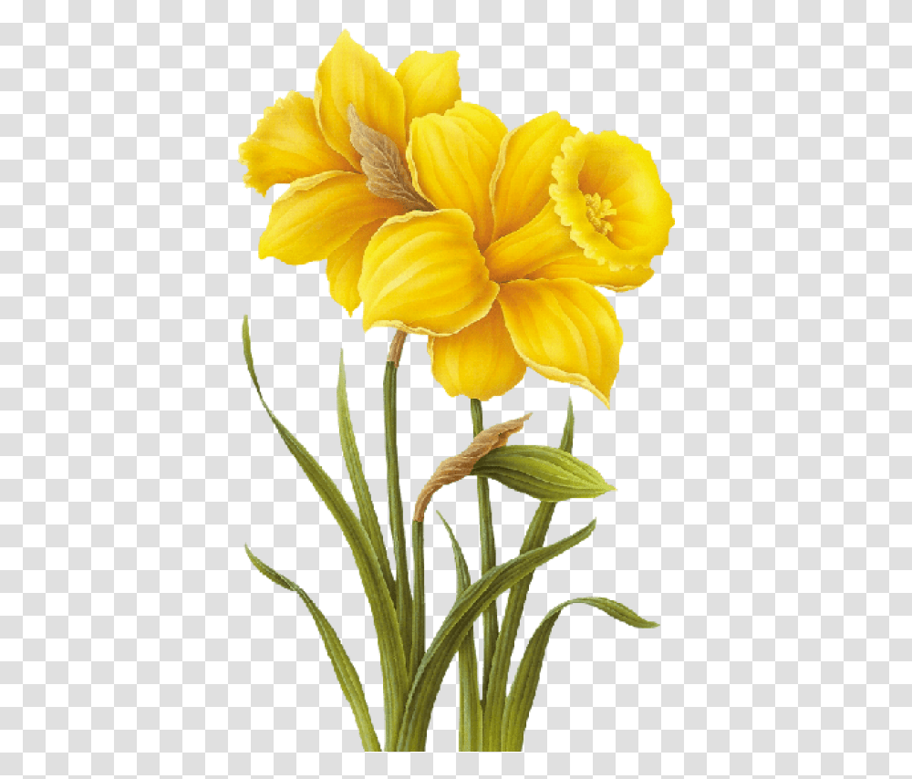 Free Download Yellow Flower Drawing Yellow Flowers, Plant, Blossom, Daffodil, Petal Transparent Png