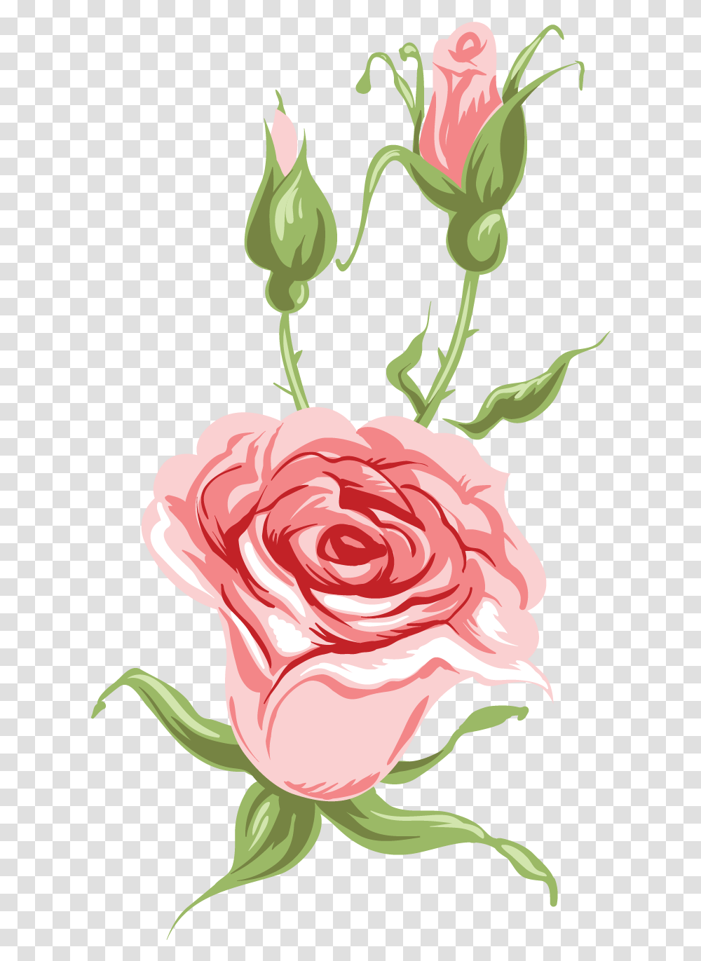 Free Downloads Garden Roses, Plant, Flower, Blossom, Carnation Transparent Png