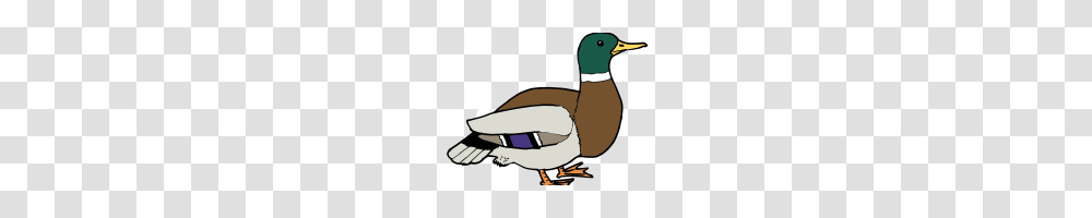 Free Duck Clipart Duck Clip Art Free, Bird, Animal, Waterfowl, Anseriformes Transparent Png