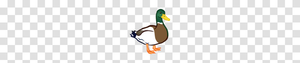 Free Duck Clipart Ducks Clip Art, Waterfowl, Bird, Animal, Mallard Transparent Png