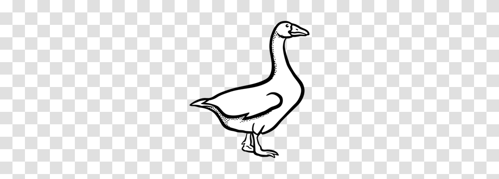 Free Duck Vector, Goose, Bird, Animal, Anseriformes Transparent Png