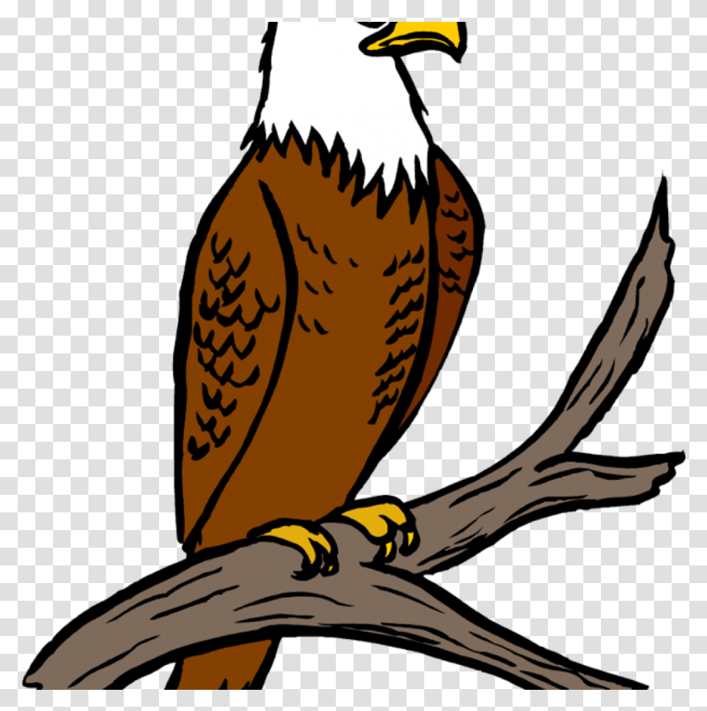 Free Eagle Clipart Eagle Feather Clipart At Getdrawings Eagle Clipart, Bird, Animal, Bald Eagle, Beak Transparent Png