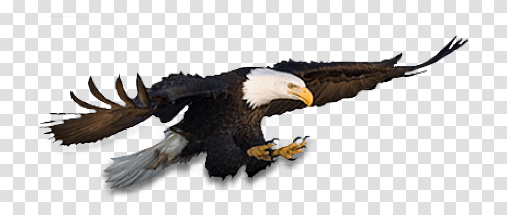 Free Eagle Images Eagle, Bird, Animal, Bald Eagle, Beak Transparent Png