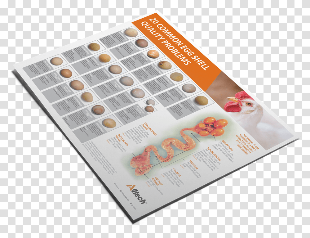 Free Egg Shell Quality Poster Sketch Pad, Flyer, Paper, Advertisement, Brochure Transparent Png