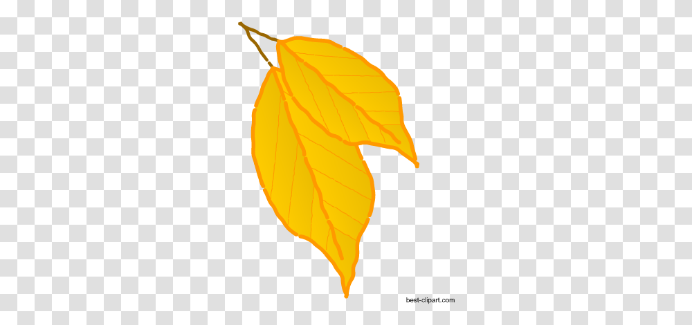 Free Fall Autumn Clip Artt Black Maple, Leaf, Plant, Maple Leaf, Tree Transparent Png