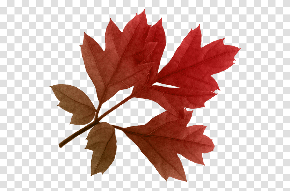 Free Fall Leaves Clip Art, Leaf, Plant, Tree, Rose Transparent Png
