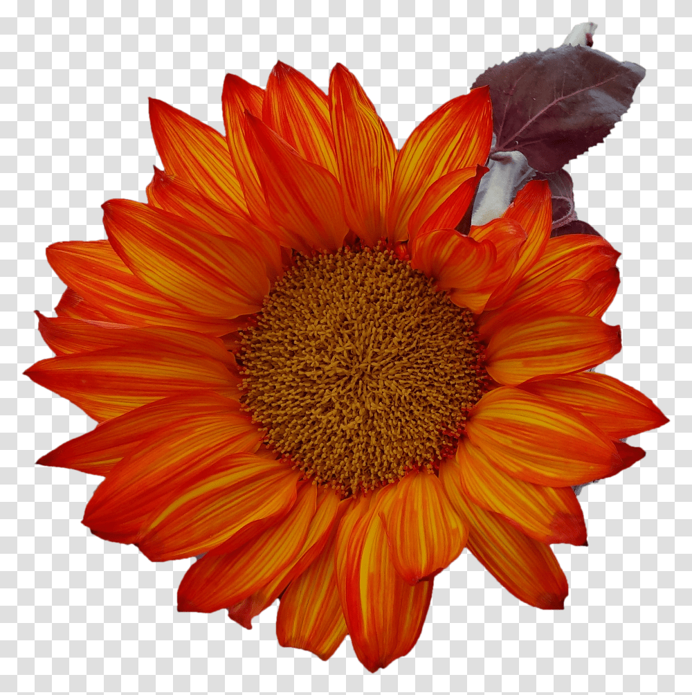 Free Fall Sunflower Thanksgiving Image Girasoles Naranjas En Transparent Png