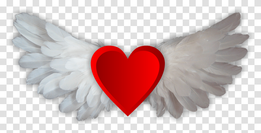 Free Falling In Love Images Wings Heart, Bird, Animal, Cushion, Pillow Transparent Png