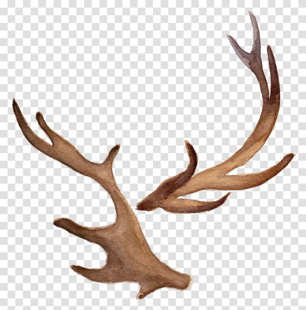 Free Fawn Antlers Watercolor Deer Antlers Transparent Png