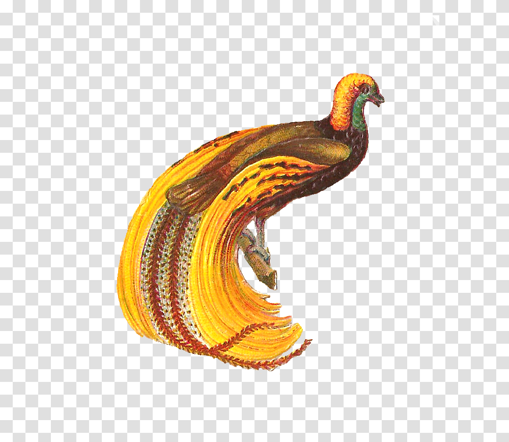 Free Feather Clip Art, Animal, Bird, Vulture, Snake Transparent Png