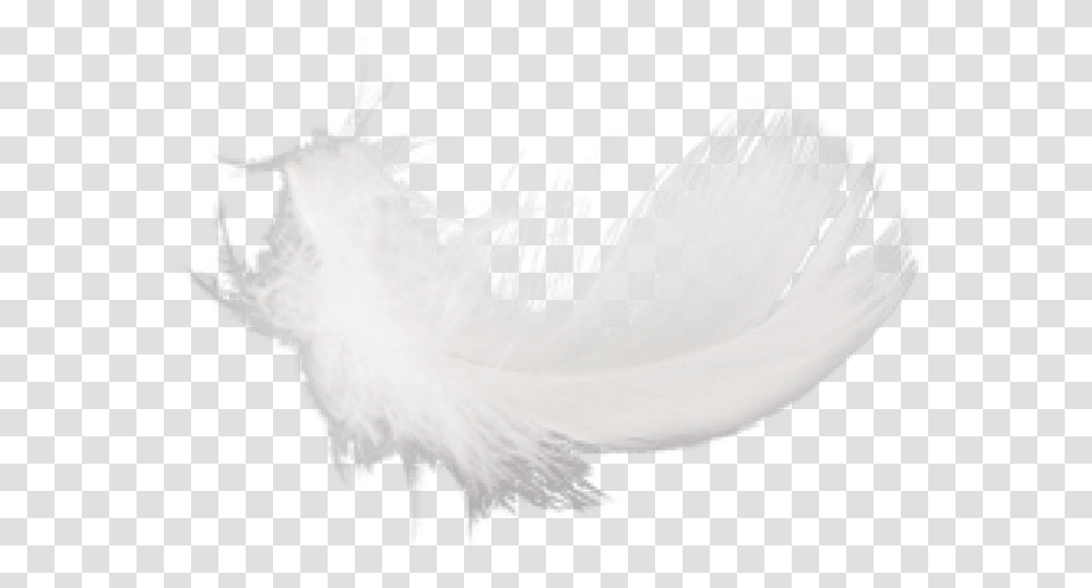 Free Feather Images Macro Photography, Bird, Animal, Waterfowl, Texture Transparent Png