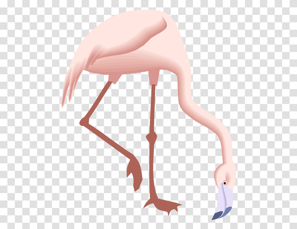Free Flamingo Clipart Drawings Of Flamingos Looking Down, Bird, Animal Transparent Png