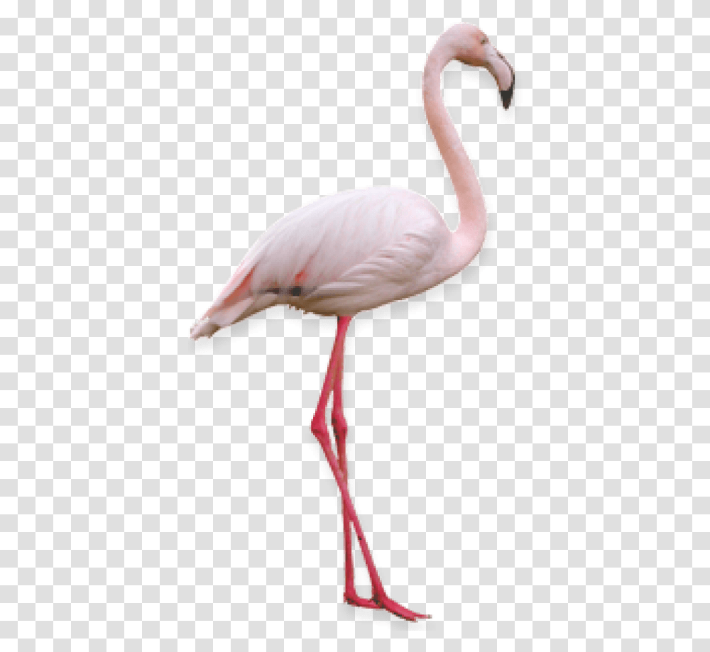 Free Flamingo Images Background Flamingo, Bird, Animal, Beak Transparent Png