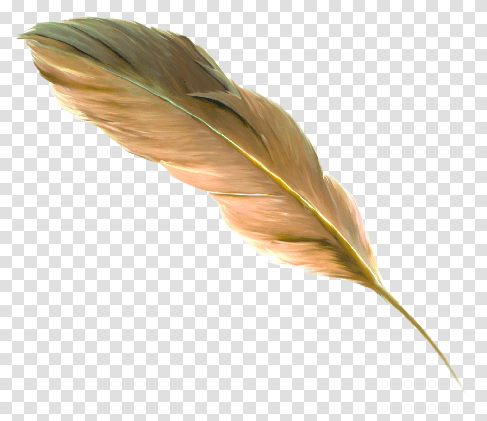 Free Floating Feather, Bird, Animal, Leaf, Plant Transparent Png