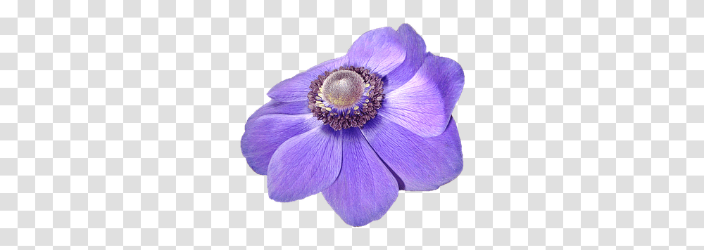 Free Flower Background & Fiore Viola Con Sfondo Trasparente, Anemone, Plant, Blossom, Anther Transparent Png
