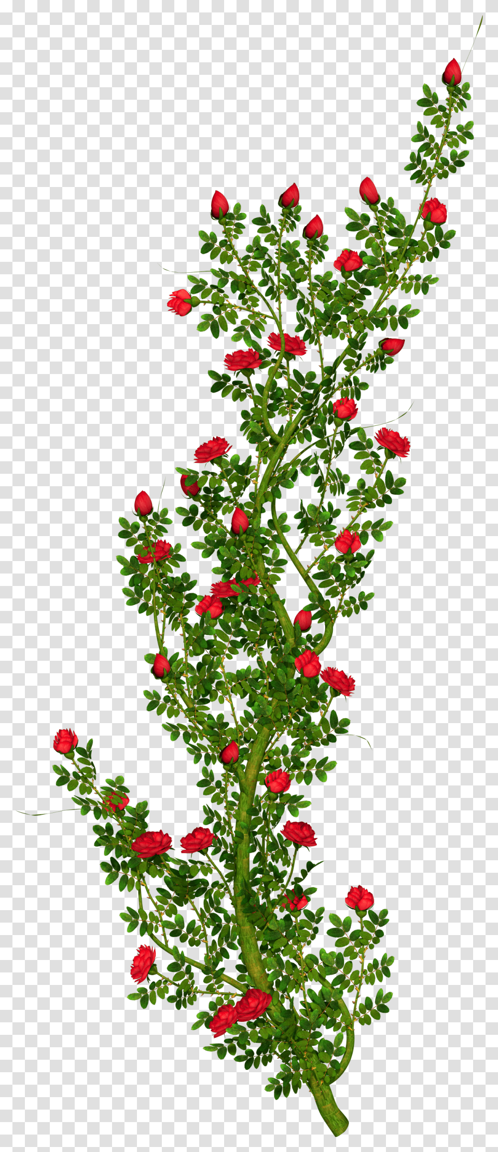 Free Flower Bush Download Rose Flower Tree Hd, Graphics, Art, Plant, Floral Design Transparent Png