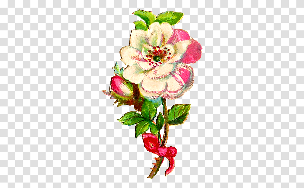 Free Flower Clip Art Quranic Verses About Youth, Plant, Blossom, Petal, Flower Arrangement Transparent Png