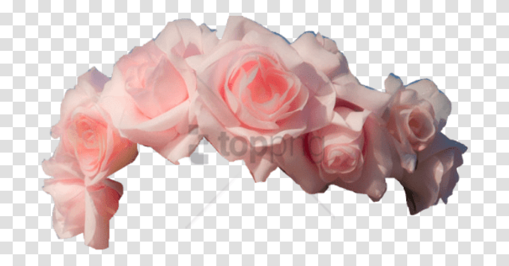 Free Flower Crown Image With Pink Flower Crown, Plant, Rose, Blossom Transparent Png
