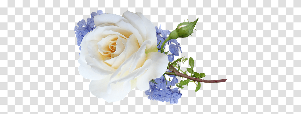 Free Flower Cut Out & Images Pixabay Garden Roses, Plant, Blossom, Geranium, Petal Transparent Png