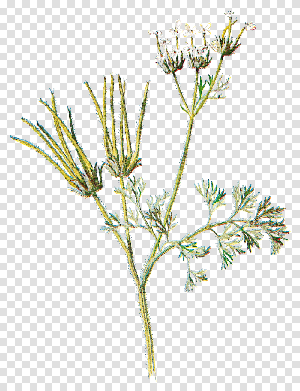 Free Flower Graphic Wildflower Drawing Colored Wildflower Sketch, Plant, Blossom, Apiaceae, Thistle Transparent Png