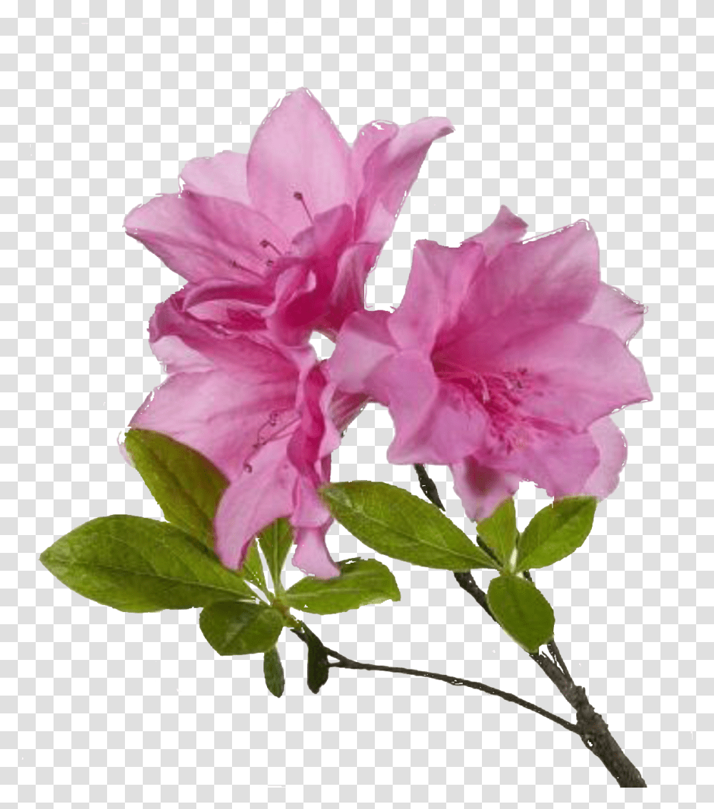 Free Flower High Resolution Flower, Plant, Hibiscus Transparent Png
